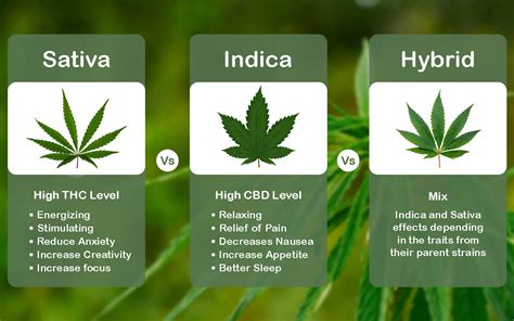 Indica vs. Sativa: Debunking the Myths and Understanding the
